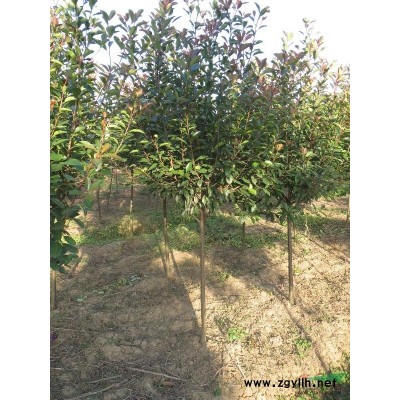 供应红叶石楠球、红叶石楠小苗、高杆红叶石楠