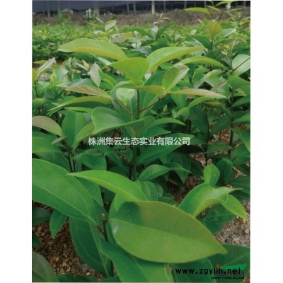 供应伯乐树苗  h30-50