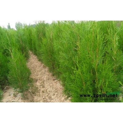 陕西侧柏价格、陕西侧柏行情！