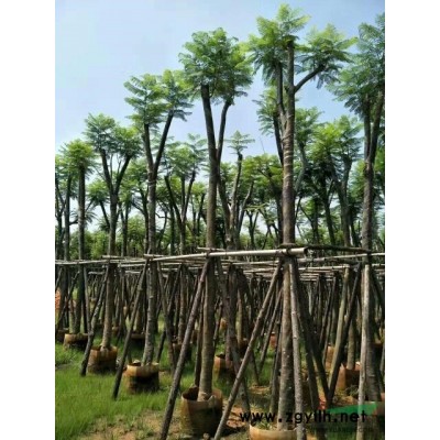 广东供应5一20公分蓝花楹