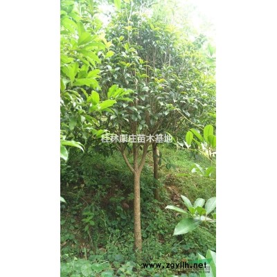 树杆直径6--10公分八月桂1000多颗