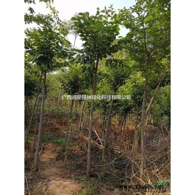 广西南宁市大量供应香樟，宫粉紫荆，秋枫，黄花风铃等绿化苗木