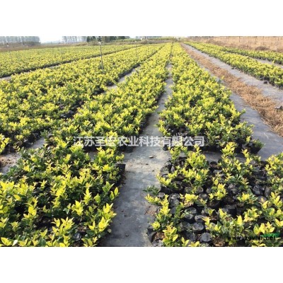 大批量供应红叶石楠容器小苗，高度在30CM以上，量大优惠。