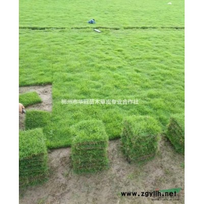 长期供应色块 红继木小苗