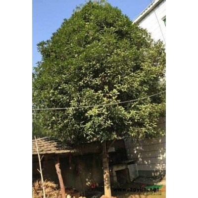 安徽安庆20年金桂