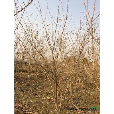 大量2—15公分新老紫薇