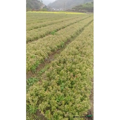 红枫供应/红枫图片