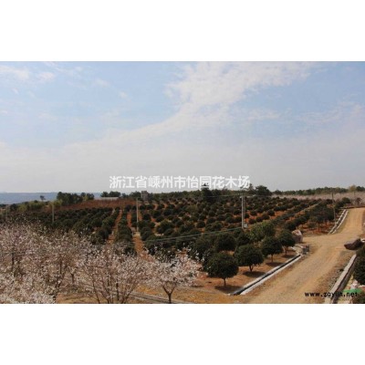 茶花 山茶花 茶花价格