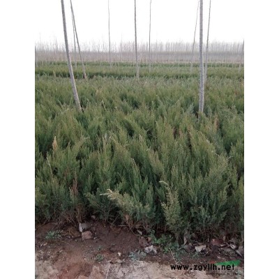 保定地区供应沙地柏