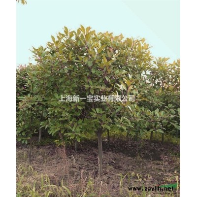 上海地区供应大量红叶石楠