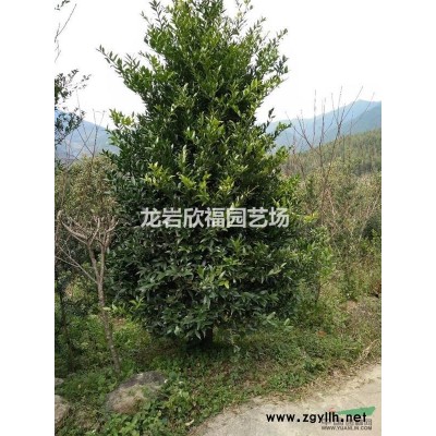 福建丹桂四季红桂花1-30公分