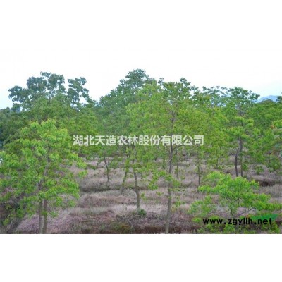 精品紫荆热售中，高度在200——250公分