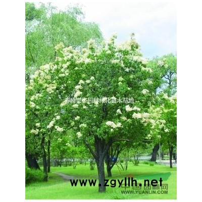 赤峰世杰园林绿化苗木基地大量出售云杉、樟子松、暴马丁香树