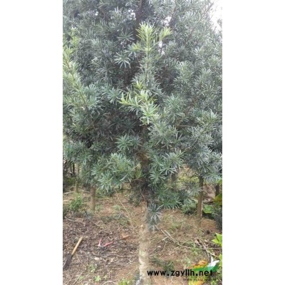 广东地区大量出售罗汉松地苗  罗汉松袋装苗  香樟树地苗