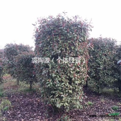 浙江嵊州地区供应3至30公分重阳木