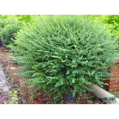 冠幅80--150公分的小叶女贞球