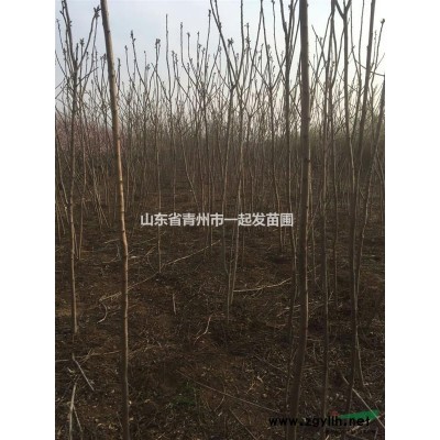 榆叶梅！山东青州出售地径2-3公分，冠幅榆叶梅
