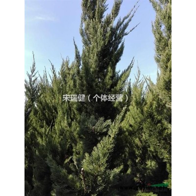 山东地区供应大龙柏 高3米以上