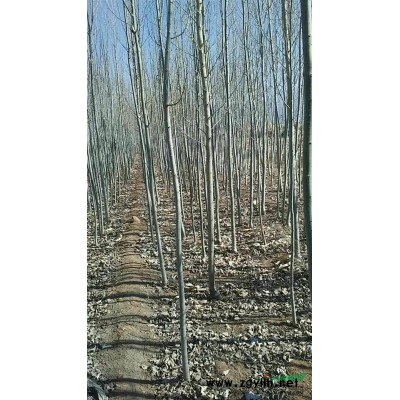 河北地区新疆杨竹柳