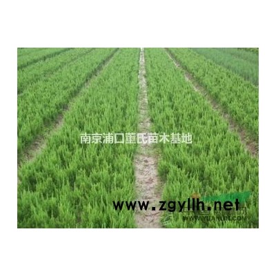 大量供应0-40公分广玉兰，香樟，榉树，栾树等等