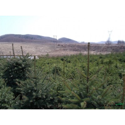 出售绿化苗木、银中杨、云杉、红松