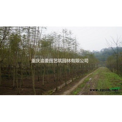 出售5-8cm蓝花楹