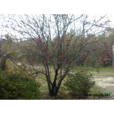 梅李，青竹、紫竹、慈孝竹，木槿、紫荆、花石榴，黄杨（球