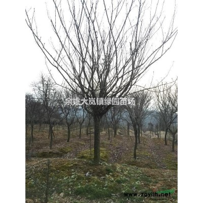 浙江省余姚市专供红枫。樱花