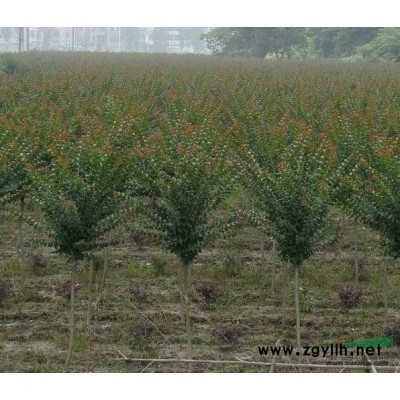 江苏如皋大量供应各种规格海桐球，欢迎采购