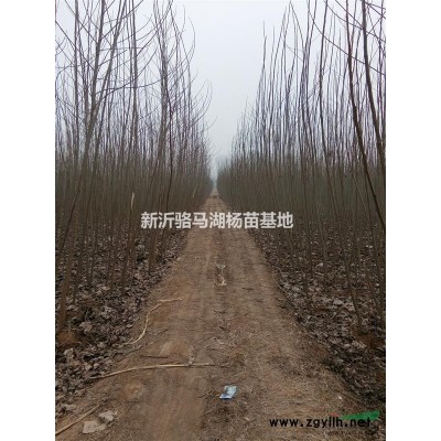 优质栾树，看苗起货，3天内发货，量大送货上门。