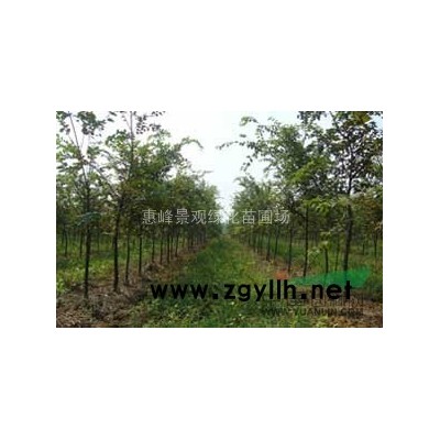 桂花--金桂 四季桂