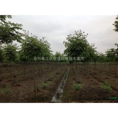 吴江区供应大批量优质三季红枫，羽毛枫