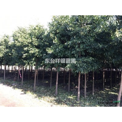 2016年江苏红叶石楠，2米精品红叶石楠球多少钱？