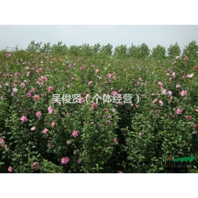 出售丛生木槿（地径4-7cm）