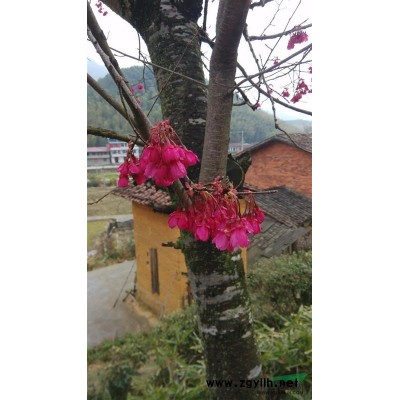 野鸦椿，野鸦椿批发，野鸦椿基地