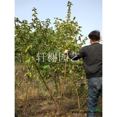 樱花地径3-15公分