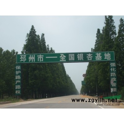 供应银杏树