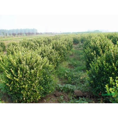 小规格2公分、3公分、4公分国槐冬天栽植好处多多