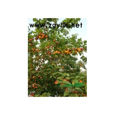 浙江省象山县供应地径17公分-35公分杏树 、梨树