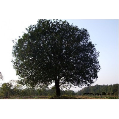 广西地区供应各种桂花树10一50公分精品树型