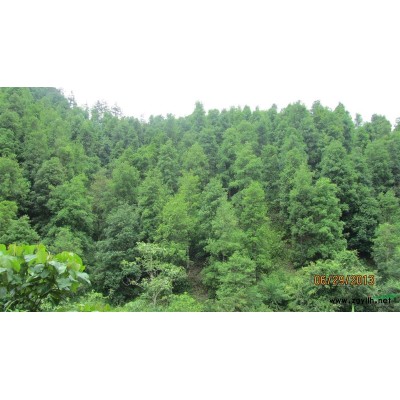 提供绿化用八角树