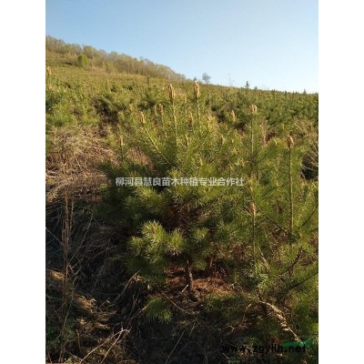 1米到2米定值樟子松，营养杯樟子松，质量好价格低