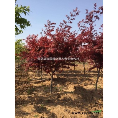 美国红枫低价促销，质优价廉