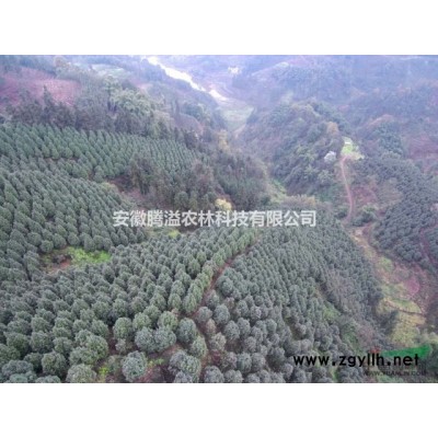 腾溢四川茶花直销基地