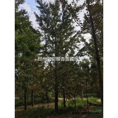 实生银杏树（我提供绿色，你种植希望）