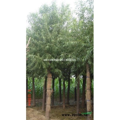 旱柳出售_旱柳批发价格、保定苗木批发