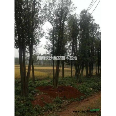 湖南长沙自家供应大型茶花球