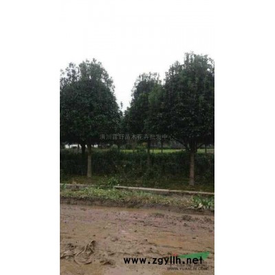 紫竹报价/河南紫竹报价