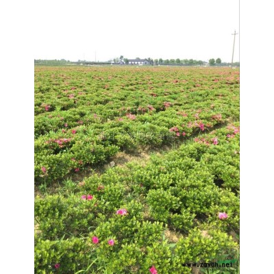 浙江洒金珊瑚&桃叶珊瑚杯苗