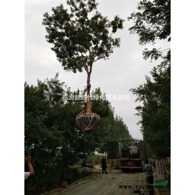 国槐 楸树 刺槐 毛白杨 新疆杨 泡桐